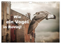 Wie ein Vogel in Rovinj! (Wandkalender 2024 DIN A4 quer), CALVENDO Monatskalender
