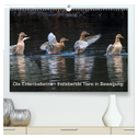 Die Entenballerina - freilebende Tiere in Bewegung (hochwertiger Premium Wandkalender 2025 DIN A2 quer), Kunstdruck in Hochglanz