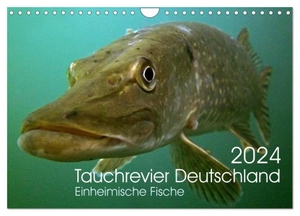Merkel - Tauchrevier Deutschland, Mario. Tauchrevier Deutschland (Wandkalender 2024 DIN A4 quer), CALVENDO Monatskalender - Einheimische Fische. Calvendo, 2023.