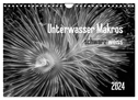 Unterwasser Makros - schwarz weiss 2024 (Wandkalender 2024 DIN A4 quer), CALVENDO Monatskalender