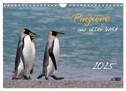 Pinguine aus aller Welt (Wandkalender 2025 DIN A4 quer), CALVENDO Monatskalender