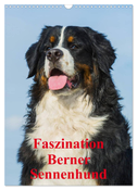 Faszination Berner Sennenhund (Wandkalender 2025 DIN A3 hoch), CALVENDO Monatskalender