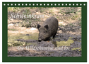 Schweinkram - Die Wildschweine sind los (Tischkalender 2024 DIN A5 quer), CALVENDO Monatskalender