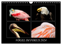 Vögel im Fokus 2024 (Wandkalender 2024 DIN A4 quer), CALVENDO Monatskalender