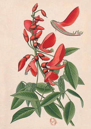 Bois-D. Carnet Ligné Erythrine, Dessin 19e Siècle. Hachette Livre, 2022.