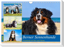Berner Sennenhunde - Traumhunde mit Charme (Wandkalender 2025 DIN A4 quer), CALVENDO Monatskalender