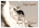 Galgo eye-catcher (Wandkalender 2024 DIN A3 quer), CALVENDO Monatskalender