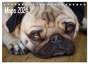 Mops 2024 (Tischkalender 2024 DIN A5 quer), CALVENDO Monatskalender