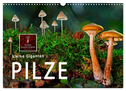 Pilze - kleine Giganten (Wandkalender 2024 DIN A3 quer), CALVENDO Monatskalender