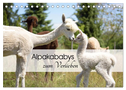 Alpakababys zum Verlieben (Tischkalender 2024 DIN A5 quer), CALVENDO Monatskalender