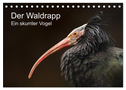 Der Waldrapp - Ein skurriler Vogel (Tischkalender 2024 DIN A5 quer), CALVENDO Monatskalender