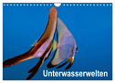 Unterwasserwelten (Wandkalender 2024 DIN A4 quer), CALVENDO Monatskalender