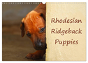 Rhodesian Ridgeback Puppies (Wall Calendar 2025 DIN A3 landscape), CALVENDO 12 Month Wall Calendar