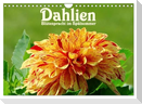 Dahlien - Blütenpracht im Spätsommer (Wandkalender 2024 DIN A4 quer), CALVENDO Monatskalender
