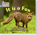 It is a Fox