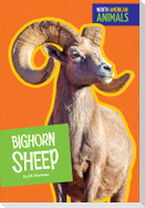 Bighorn Sheep