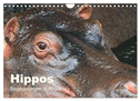 Hippos - Begegnungen in Afrika (Wandkalender 2025 DIN A4 quer), CALVENDO Monatskalender
