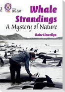 Whale Strandings: A Mystery of Nature