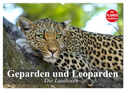 Die Lautlosen. Geparden und Leoparden (Wandkalender 2025 DIN A2 quer), CALVENDO Monatskalender