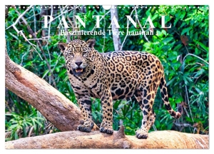 Kurz, Michael. Pantanal: Faszinierende Tiere hautnah (Wandkalender 2024 DIN A3 quer), CALVENDO Monatskalender - Tierwelt im Sumpfgebiet von Brasilien. Calvendo, 2023.