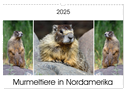 Murmeltiere in Nordamerika (Wandkalender 2025 DIN A3 quer), CALVENDO Monatskalender