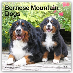 Publishers, Browntrout. Bernese Mountain Dogs - Berner Sennenhund 2027 - 16-Monatskalender - Original BrownTrout-Kalender [Mehrsprachig] [Kalender]. Browntrout Verlags GmbH, 2026.