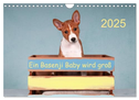 Ein Basenji Baby wird groß (Wandkalender 2025 DIN A4 quer), CALVENDO Monatskalender