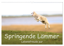 Springende Lämmer: Lebensfreude pur (Wandkalender 2024 DIN A3 quer), CALVENDO Monatskalender