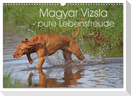 Magyar Vizsla - pure Lebensfreude (Wandkalender 2025 DIN A3 quer), CALVENDO Monatskalender