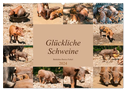 Glückliche Schweine Berkshire-Iberico Ferkel (Wandkalender 2024 DIN A2 quer), CALVENDO Monatskalender