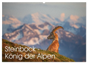 Steinbock - König der Alpen (Wandkalender 2024 DIN A2 quer), CALVENDO Monatskalender