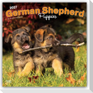 German Shepherd Puppies - Deutsche Schäferhund Welpen 2027 - 16-Monatskalender