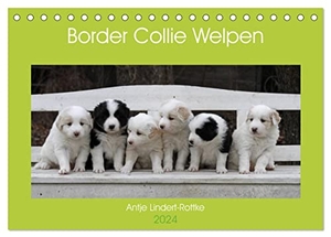 Lindert-Rottke, Antje. Border Collie Welpen (Tischkalender 2024 DIN A5 quer), CALVENDO Monatskalender - Putzige Minihütehunde. Calvendo Verlag, 2023.