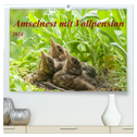 Amselnest mit Vollpension (hochwertiger Premium Wandkalender 2024 DIN A2 quer), Kunstdruck in Hochglanz