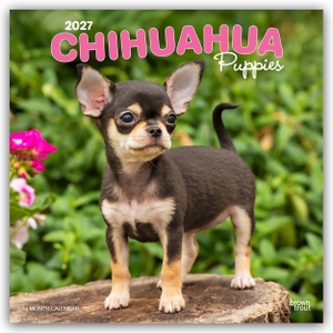 Publishers, Browntrout. Chihuahua Puppies - Chihuahua Welpen 2027 - 16-Monatskalender - Original BrownTrout-Kalender [Mehrsprachig] [Kalender]. Browntrout Verlags GmbH, 2026.