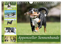 Appenzeller Sennenhunde - Fröhliche Kameraden (Wandkalender 2024 DIN A4 quer), CALVENDO Monatskalender