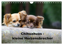 Chihuahuas - kleine Herzensbrecher (Wandkalender 2024 DIN A4 quer), CALVENDO Monatskalender