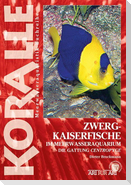 Zwergkaiserfische im Meerwasseraquarium