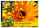 Die Ringelblume. Sonnengelbe, vielseitige Heilpflanze (Wandkalender 2024 DIN A2 quer), CALVENDO Monatskalender