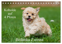 Kobolde auf 4 Pfoten - Bolonka Zwetna (Tischkalender 2024 DIN A5 quer), CALVENDO Monatskalender