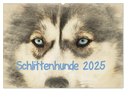 Schlittenhunde 2025 (Wandkalender 2025 DIN A2 quer), CALVENDO Monatskalender