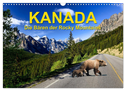KANADA - Die Bären der Rocky Mountains (Wandkalender 2024 DIN A3 quer), CALVENDO Monatskalender
