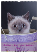 Britisch Kurzhaar Katzen - Planer (Wandkalender 2024 DIN A2 hoch), CALVENDO Monatskalender