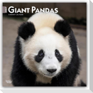 Giant Pandas - Großer Panda - Pandabären 2027 - 16-Monatskalender