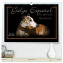 Galgo Español 2024- Der spanische Windhund (hochwertiger Premium Wandkalender 2024 DIN A2 quer), Kunstdruck in Hochglanz