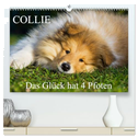Collie - Das Glück hat 4 Pfoten (hochwertiger Premium Wandkalender 2025 DIN A2 quer), Kunstdruck in Hochglanz