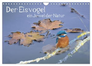 Rufotos, Rufotos. Der Eisvogel, ein Juwel der Natur (Wandkalender 2024 DIN A4 quer), CALVENDO Monatskalender - So einen schönen Vogel in Deutschland zu sehen gibt der Natur recht, sie zu schätzen und zu schützen.. Calvendo, 2023.