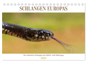 Schlangen Europas (Tischkalender 2024 DIN A5 quer), CALVENDO Monatskalender