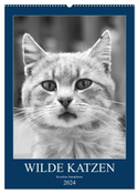 Wilde Katzen - Korsikas Samtpfoten (Wandkalender 2024 DIN A2 hoch), CALVENDO Monatskalender