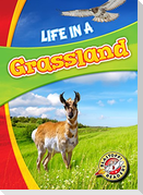 Life in a Grassland